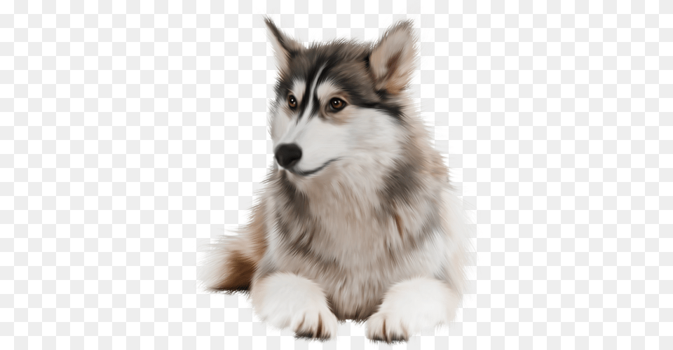 Husky, Animal, Canine, Dog, Mammal Free Png Download