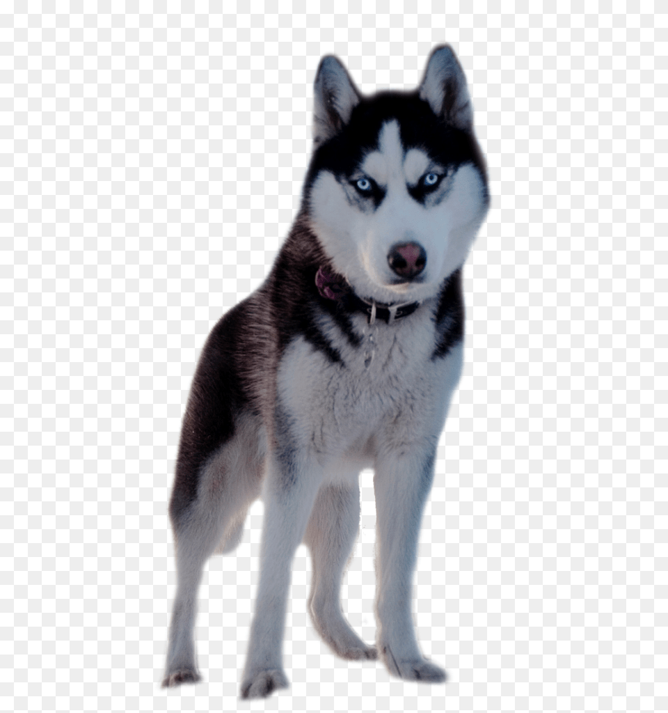 Husky, Animal, Canine, Dog, Mammal Png Image