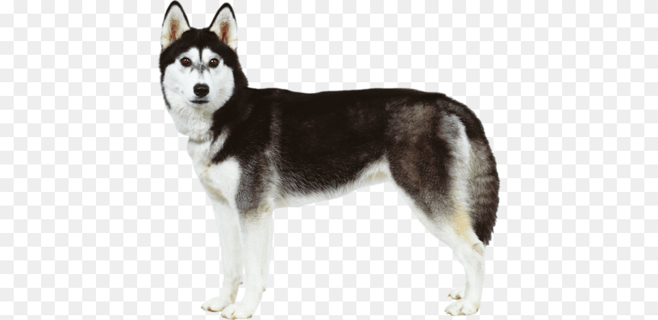 Husky, Animal, Canine, Dog, Mammal Free Png