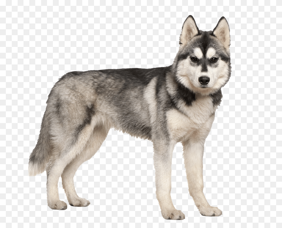 Husky, Animal, Canine, Dog, Mammal Free Png