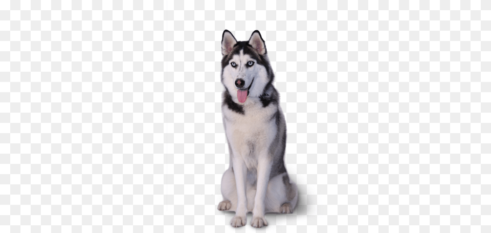 Husky, Animal, Canine, Dog, Mammal Png