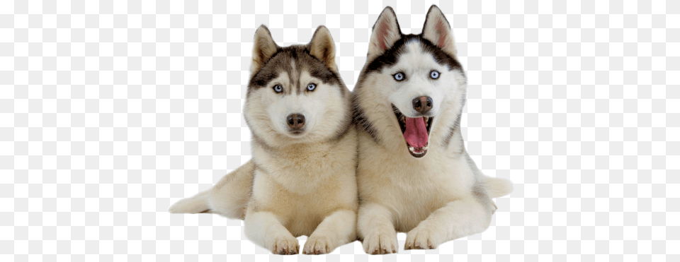 Husky, Animal, Canine, Dog, Mammal Free Png Download