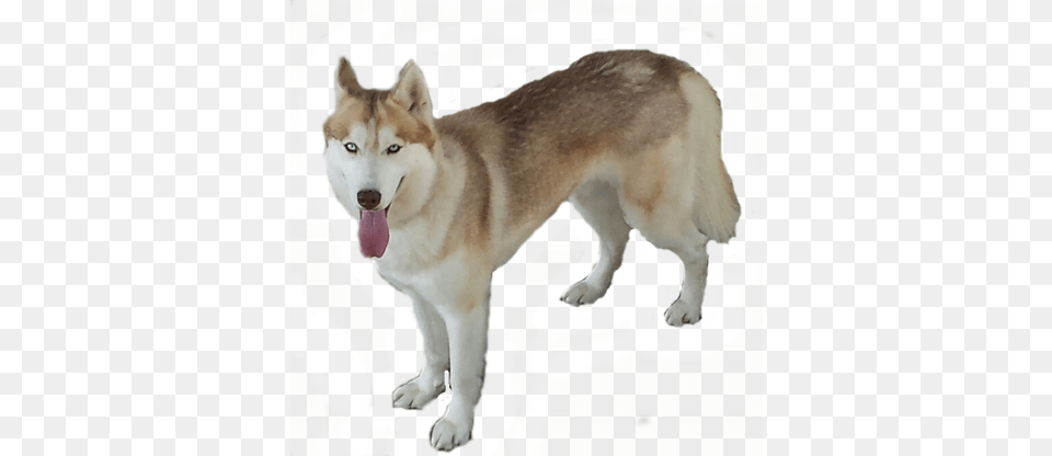 Husky, Animal, Canine, Dog, Mammal Png