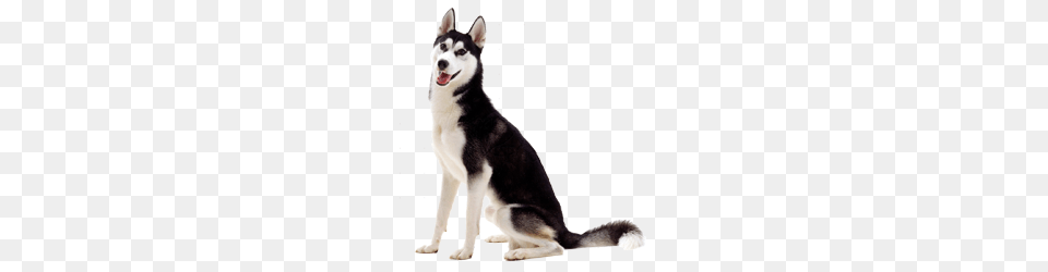 Husky, Animal, Canine, Dog, Mammal Png Image