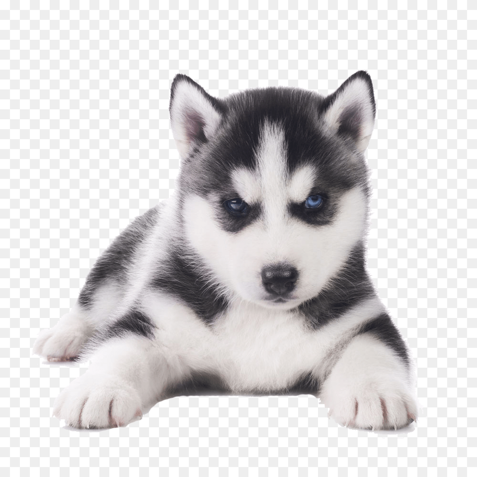 Husky, Animal, Canine, Dog, Mammal Free Png