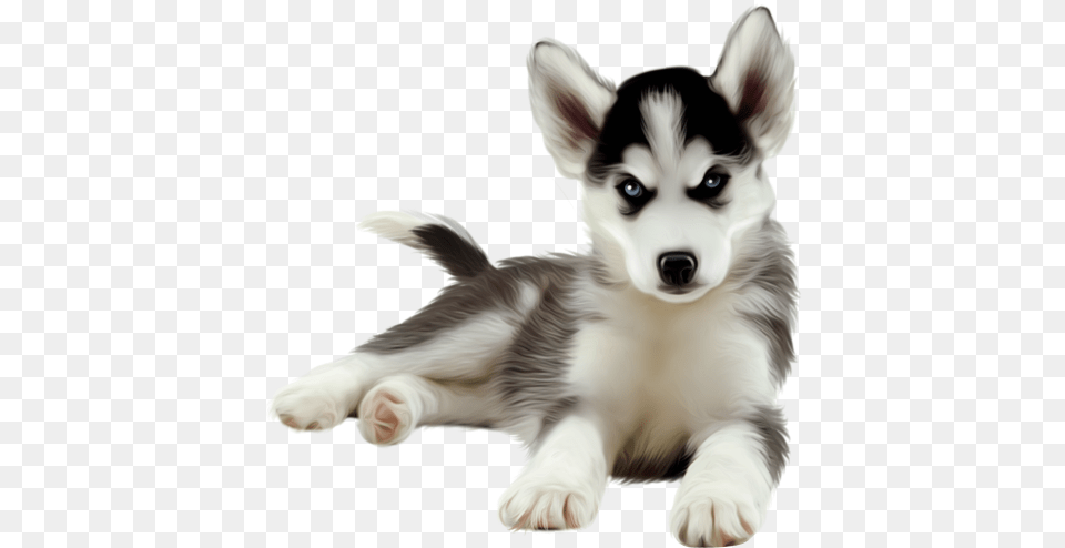 Husky, Animal, Canine, Dog, Mammal Free Png