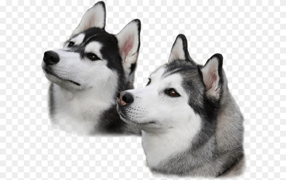 Husky, Animal, Canine, Dog, Mammal Free Png