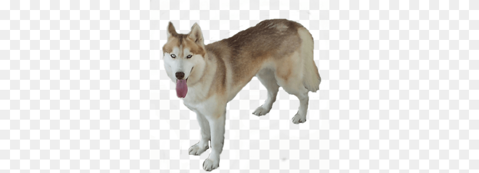 Husky, Animal, Canine, Dog, Mammal Png