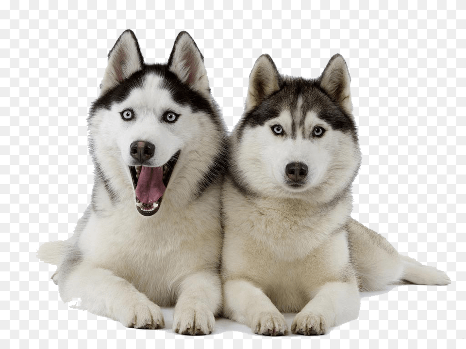 Husky, Animal, Canine, Dog, Mammal Png Image