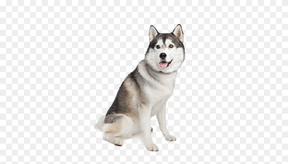 Husky, Animal, Canine, Dog, Mammal Png