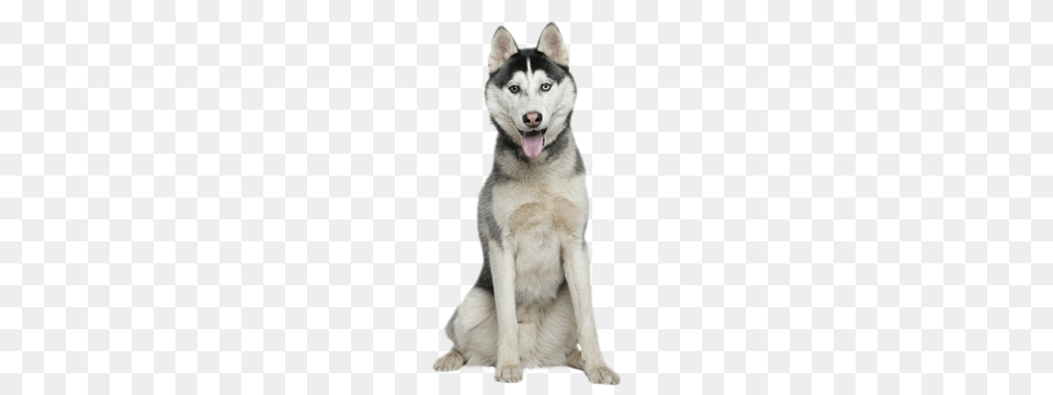 Husky, Animal, Canine, Dog, Mammal Png Image