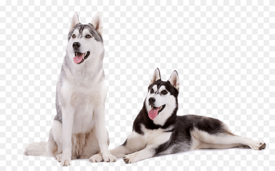 Husky, Animal, Canine, Dog, Mammal Free Transparent Png