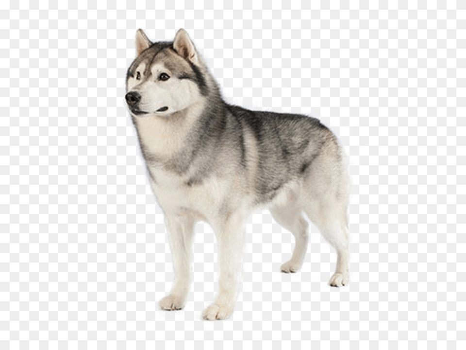 Husky, Animal, Canine, Dog, Mammal Png Image