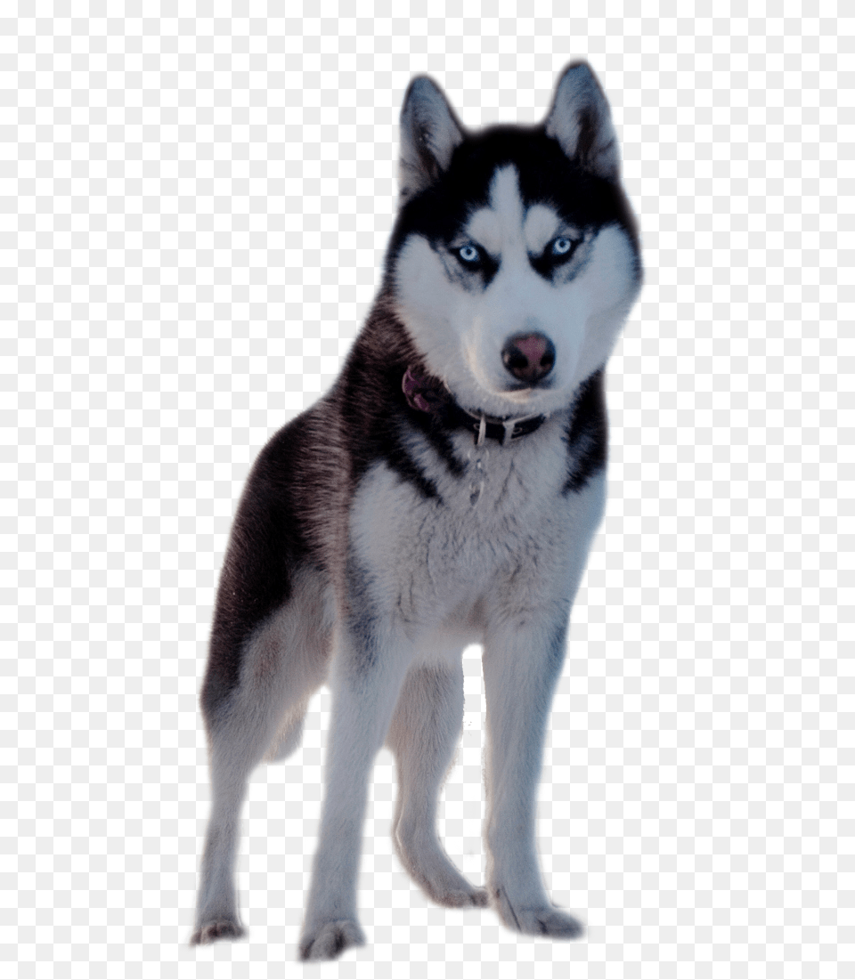 Husky, Animal, Canine, Dog, Mammal Free Transparent Png