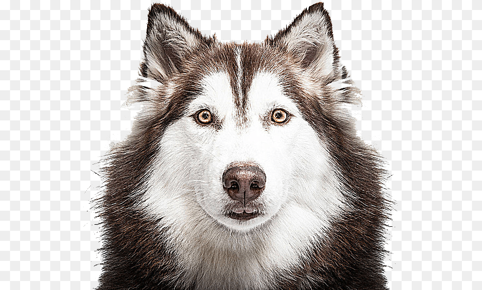 Husky 80 20 Dog Food Uk, Animal, Canine, Mammal, Pet Png