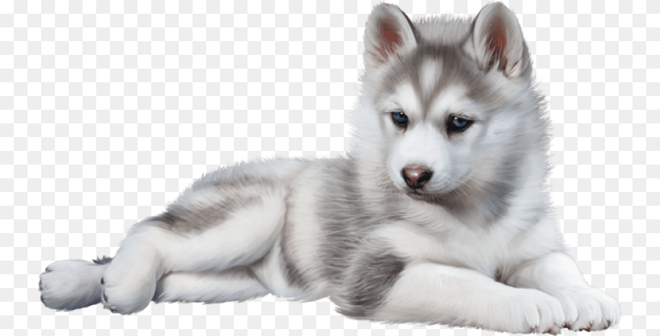 Husky, Animal, Canine, Dog, Mammal Free Png