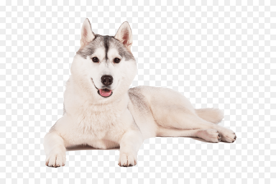 Husky Background Husky, Animal, Canine, Dog, Mammal Free Transparent Png
