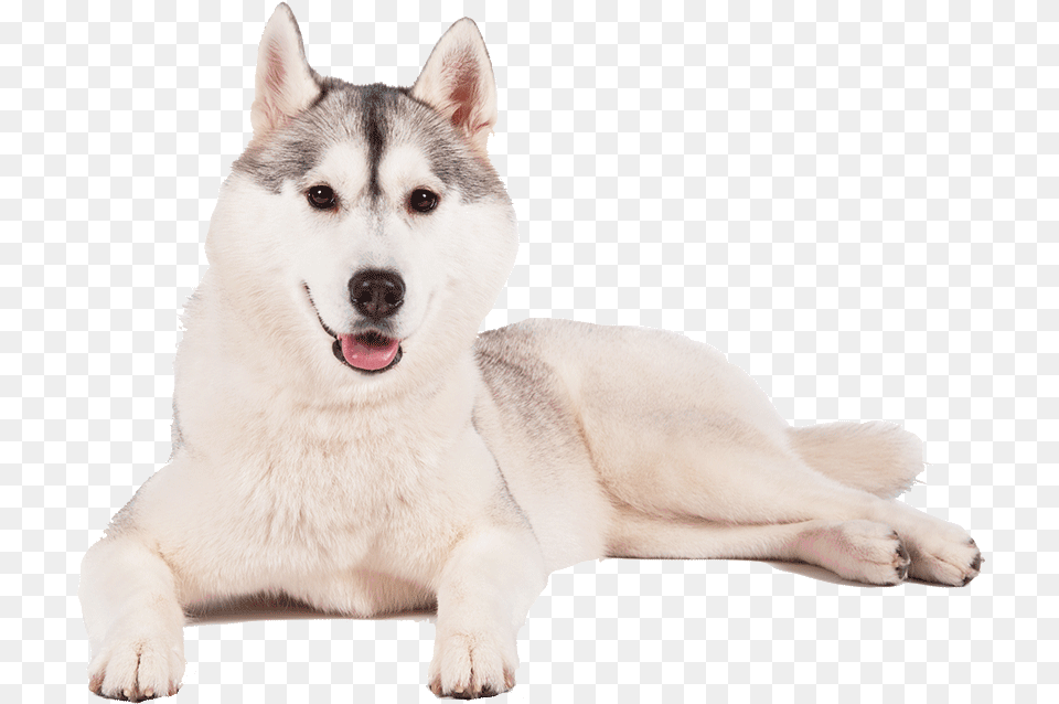 Husky Background Siberian Huskies Background, Animal, Canine, Dog, Mammal Free Png