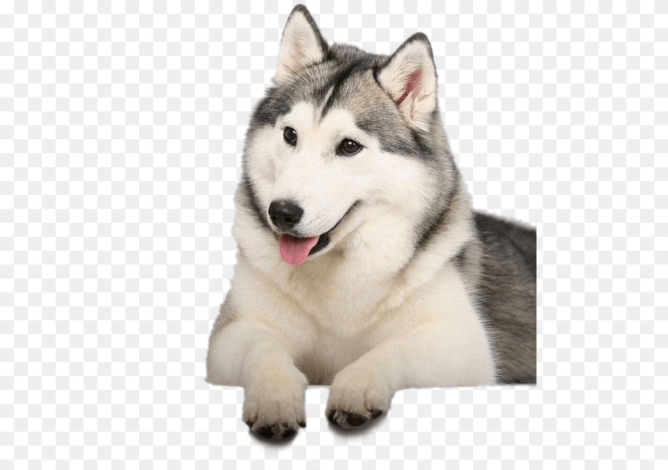 Husky Clipart Background, Animal, Canine, Dog, Mammal Free Transparent Png
