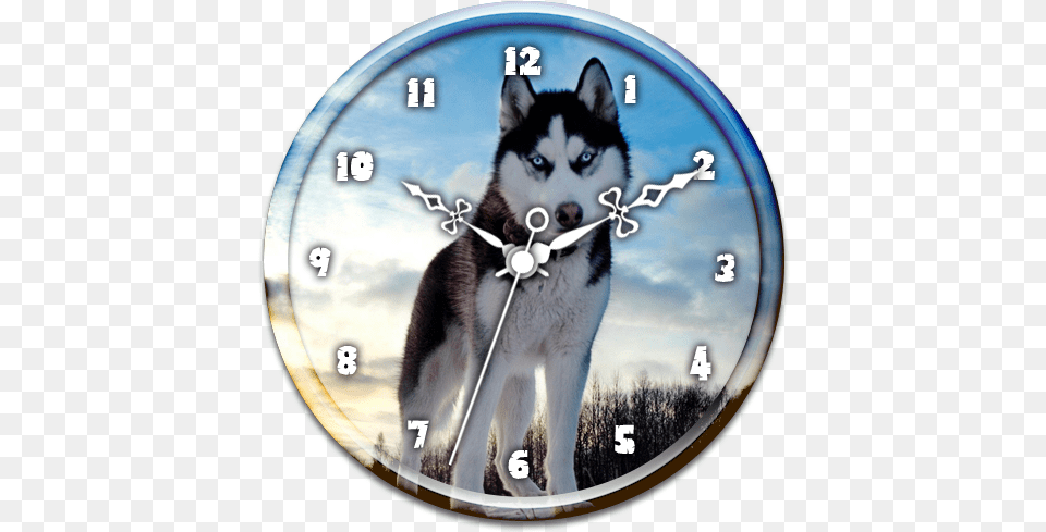 Husky Clock Live Wallpaper U2013 Google Play U2011sovellukset Blue Eyes Siberian Husky, Animal, Canine, Dog, Mammal Png Image