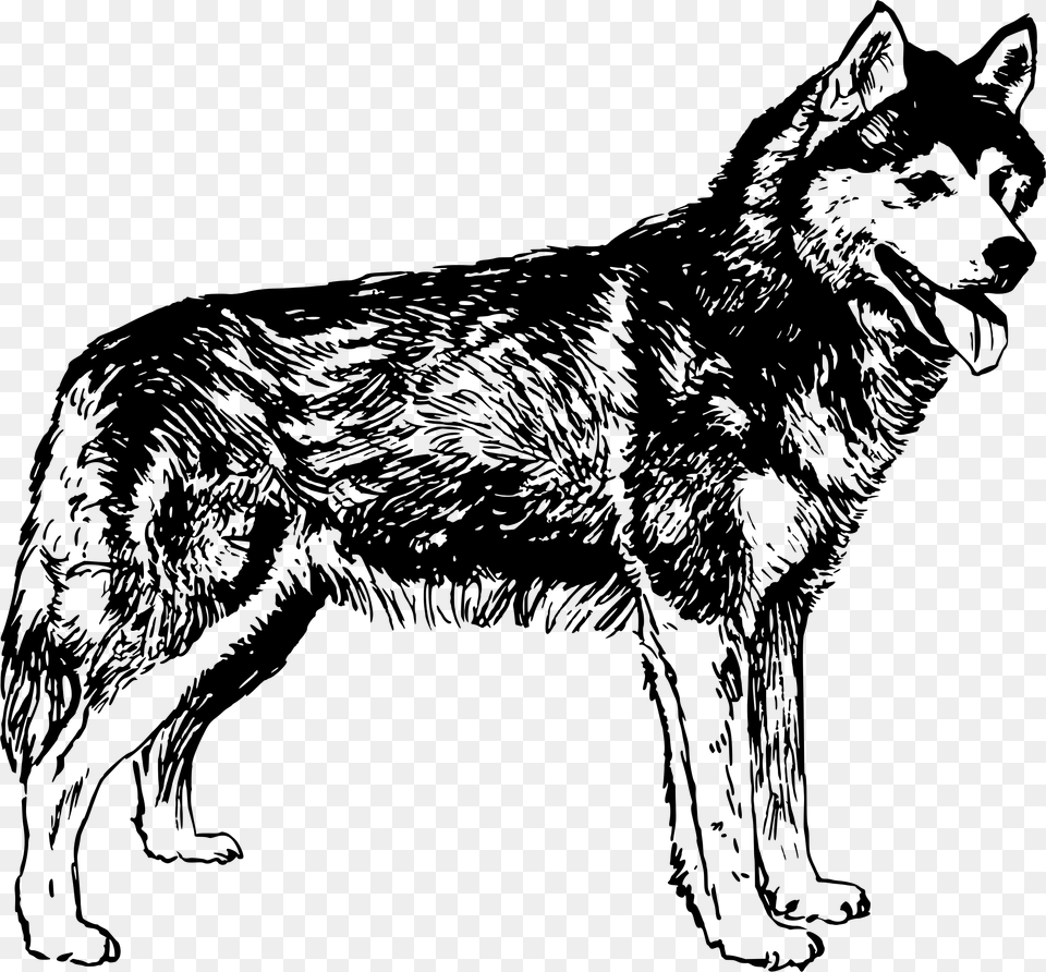 Husky Dog Clipart Graphic Library Library Clipart Husky Black And White, Gray Free Png Download