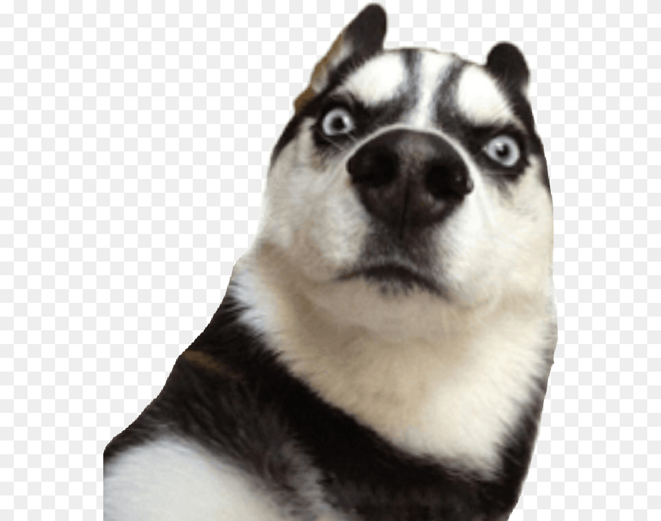 Husky Dog Funny Funny Photos For Whatsapp Stickers, Animal, Canine, Mammal, Pet Free Png