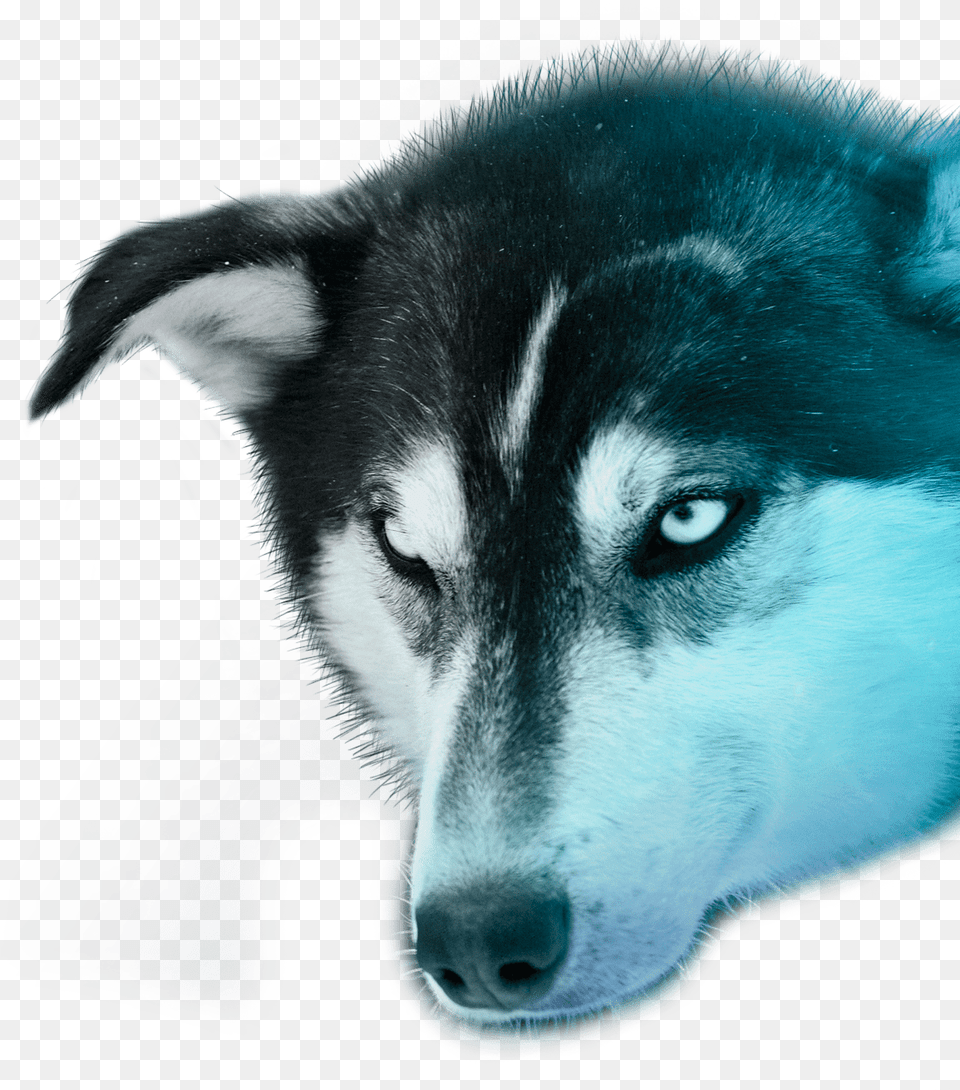 Husky Experiences Polar Lights Tours Miniature Siberian Husky, Animal, Canine, Dog, Mammal Free Transparent Png