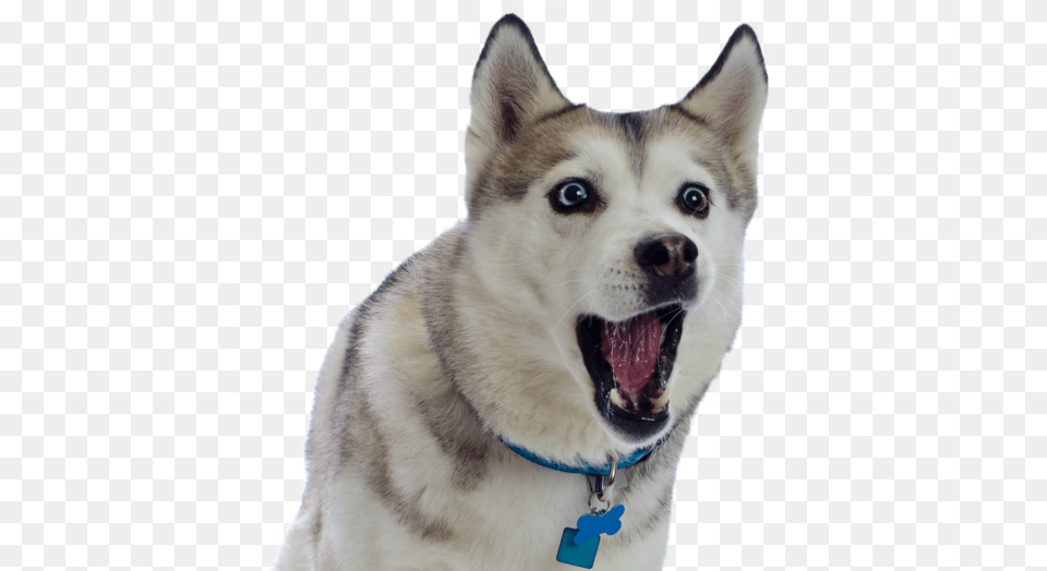 Husky File Husky, Animal, Canine, Dog, Mammal Png Image