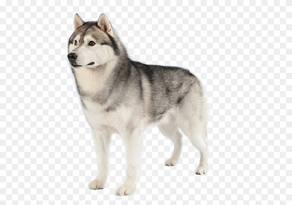 Husky Hd Ultrasonic Barking Dog Repeller Dog Training Tool, Animal, Canine, Mammal, Pet Png Image