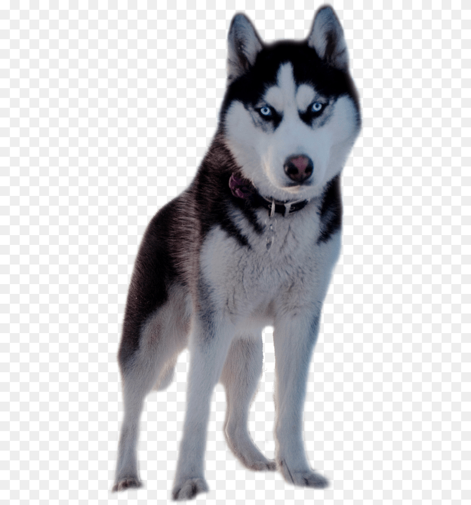 Husky Oboi Na Telefon Haski, Animal, Canine, Dog, Mammal Png