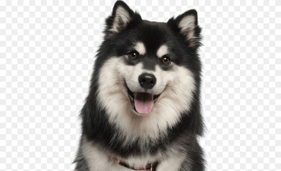 Husky Puppy, Animal, Canine, Dog, Mammal Png