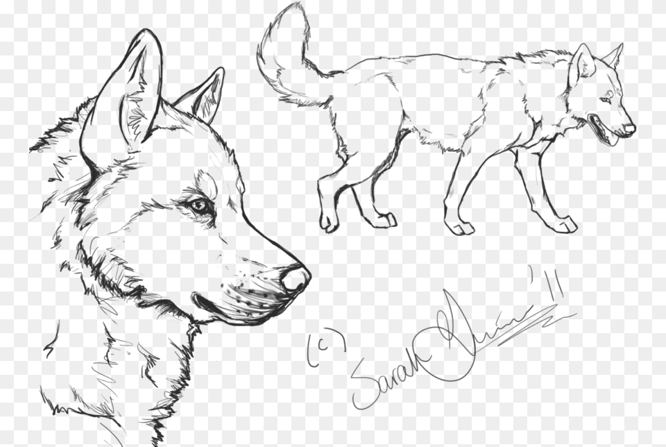 Husky Puppy, Art, Drawing, Adult, Wedding Png