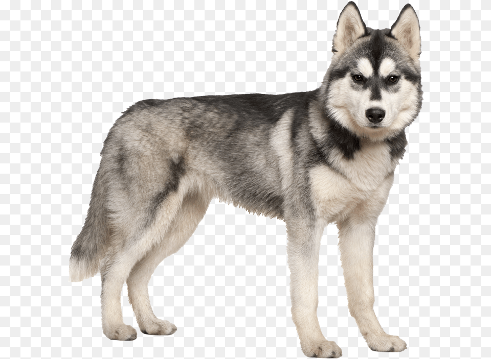 Husky Puppy, Animal, Canine, Dog, Mammal Free Png Download