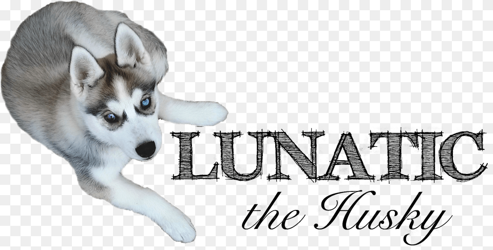 Husky Puppy, Animal, Canine, Dog, Mammal Free Transparent Png