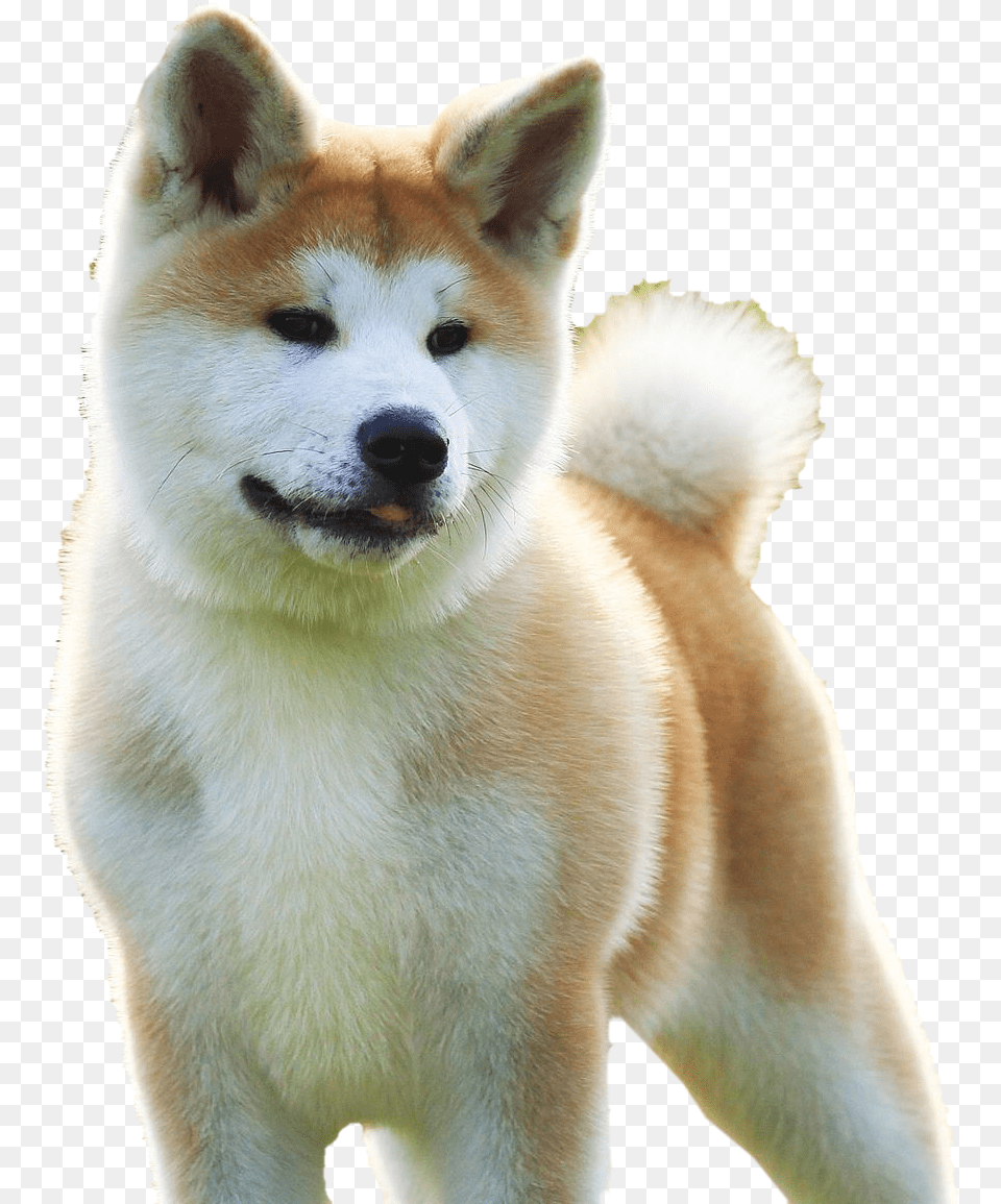 Husky Puppy, Animal, Canine, Dog, Mammal Png