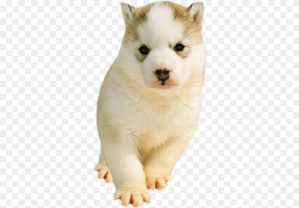 Husky Puppy Background, Animal, Pet, Mammal, Dog Png