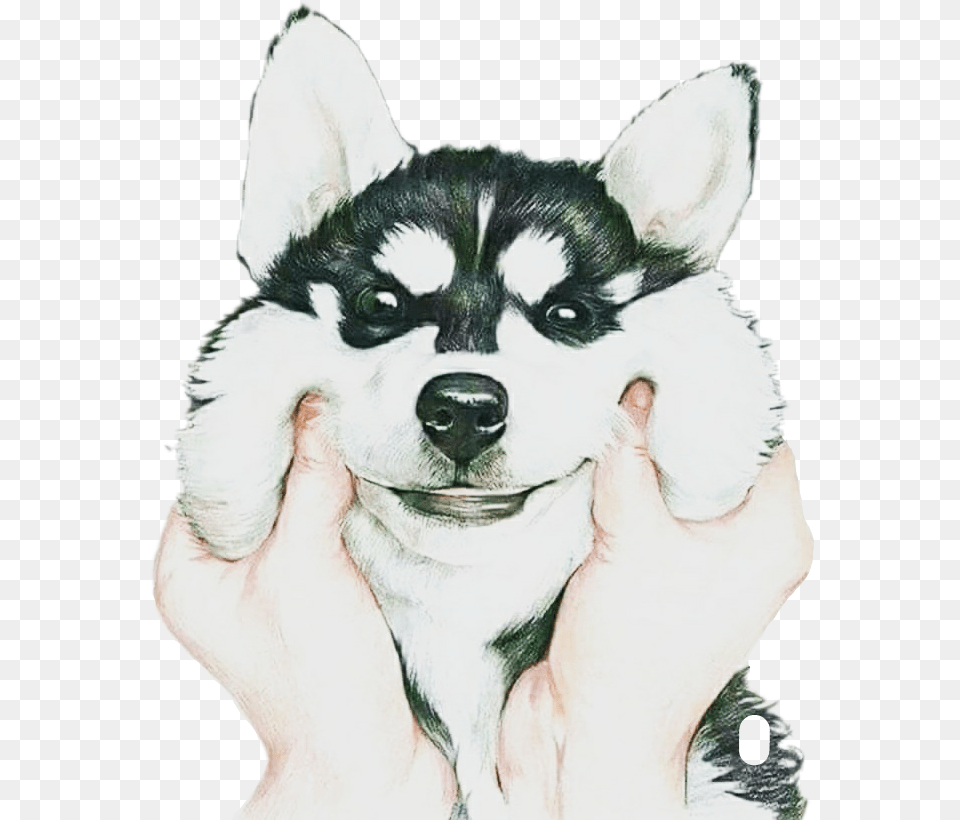 Husky Puppy Dog Husky Puppy Cute Petsandanimals Lock Screen Wallpaper For Iphone Dog, Animal, Canine, Mammal, Pet Free Transparent Png
