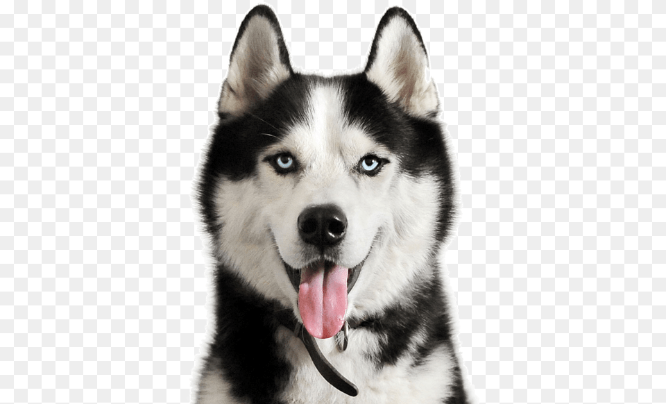 Husky Puppy Transparent Siberian Husky, Animal, Canine, Dog, Mammal Free Png