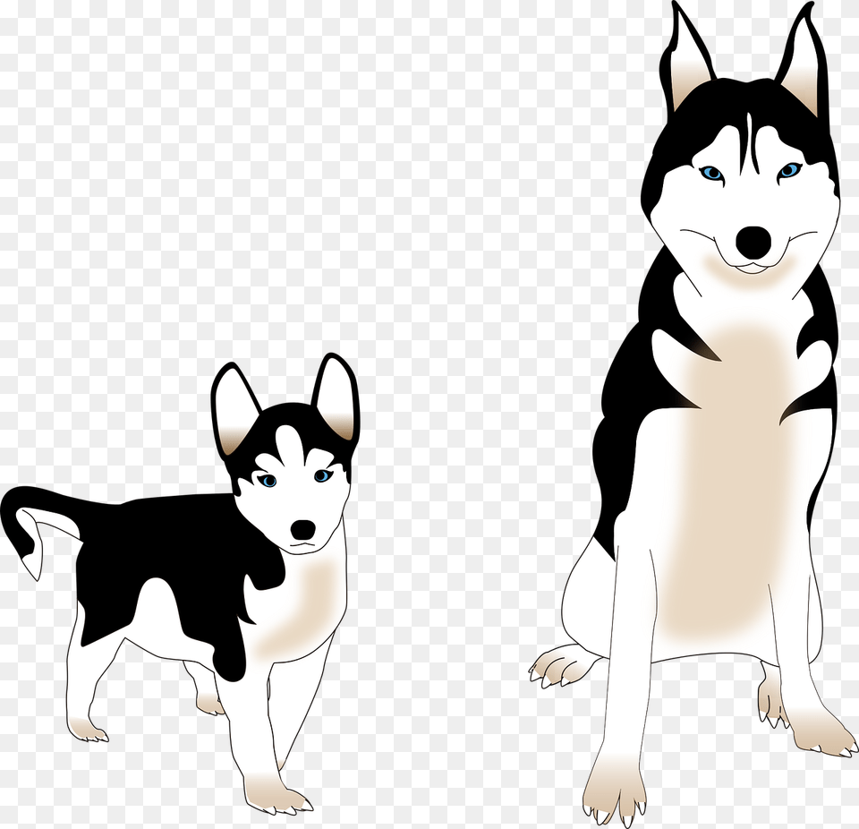 Husky Siberiano Vector, Stencil, Animal, Canine, Dog Png Image