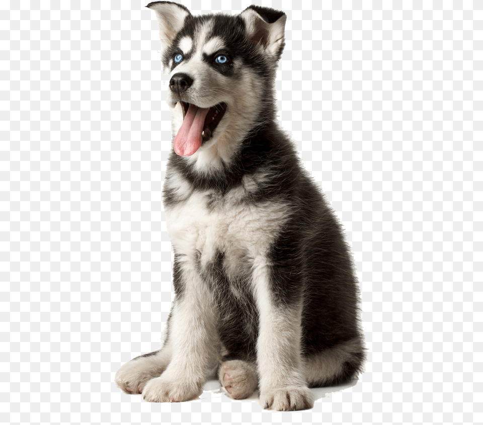 Husky Husky, Animal, Canine, Dog, Mammal Free Transparent Png