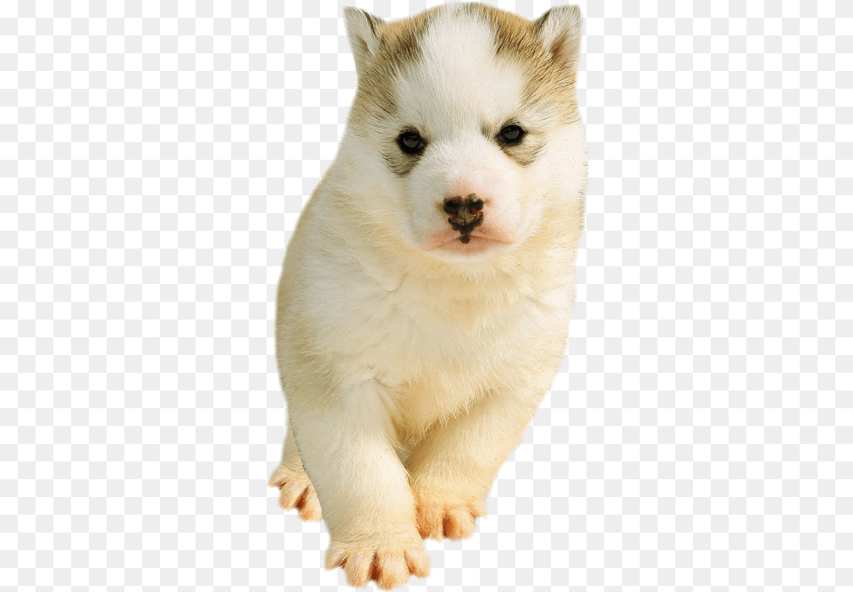 Husky Husky Puppy, Animal, Pet, Mammal, Dog Free Transparent Png