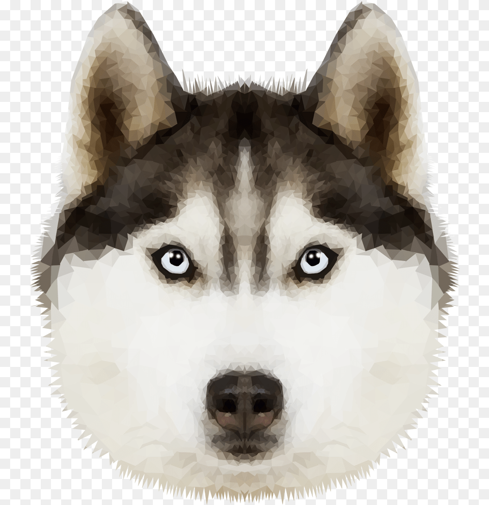 Husky Transparent Animal, Canine, Dog, Mammal Png Image