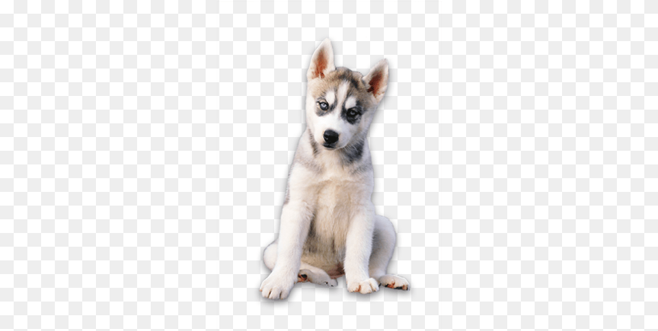 Husky Transparent Photo Husky Puppy, Animal, Canine, Dog, Mammal Png