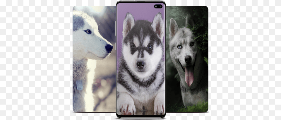 Husky Wallpaper U2013 Google Play Alaskan Malamute, Animal, Canine, Dog, Mammal Free Transparent Png
