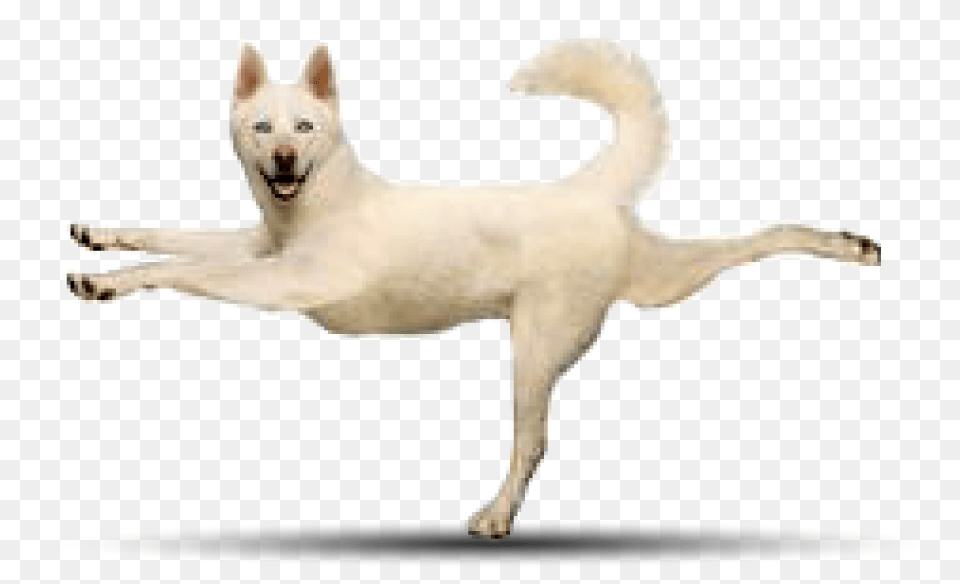 Husky Yoga Poses With Dogs, Animal, Canine, Dog, Mammal Free Png
