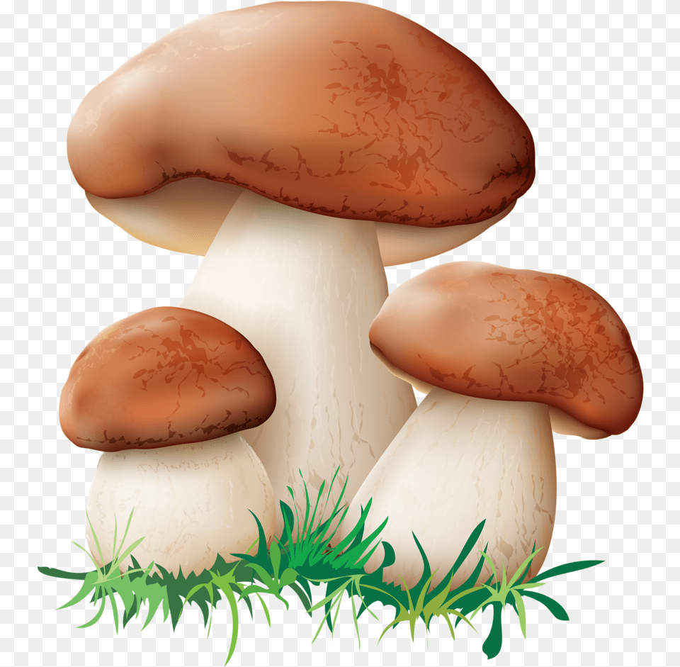 Hut Clipart Mushroom Mushrooms Clipart, Fungus, Plant, Agaric, Amanita Png Image
