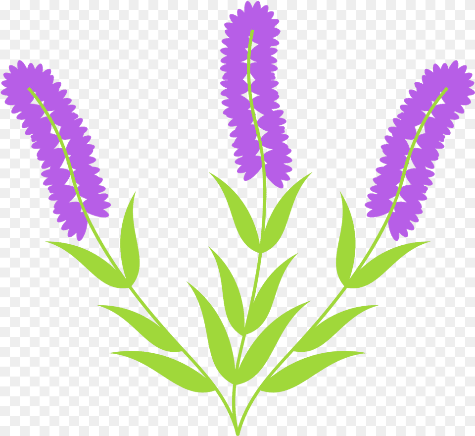 Hyacinth 0shares Flower, Lupin, Plant, Purple, Grass Png Image