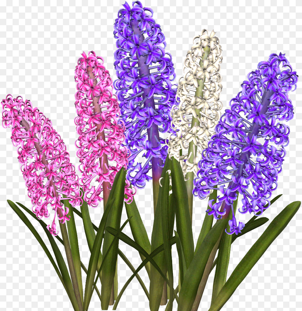 Hyacinth, Flower, Plant, Purple, Lupin Png Image