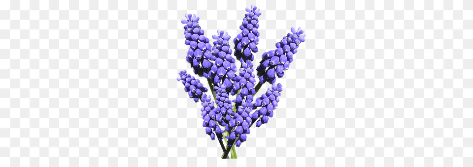 Hyacinth Flower, Plant, Lupin, Chandelier Free Transparent Png
