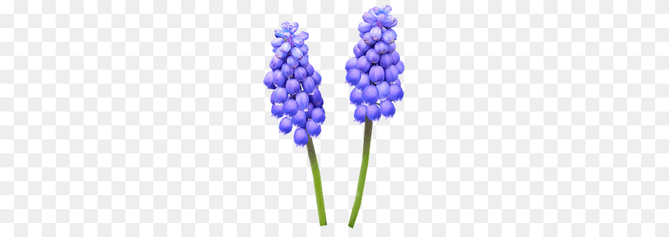 Hyacinth Flower, Lupin, Plant, Food Free Transparent Png